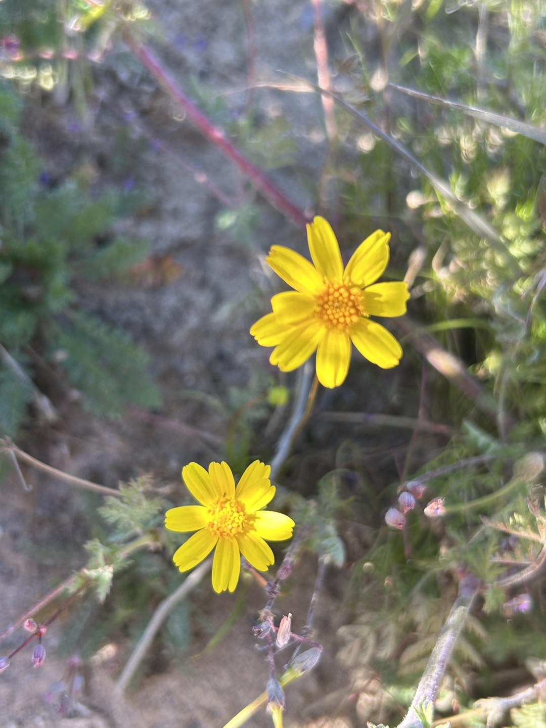 Coreopsis at Red Rock Canyon Desert State Park, January 2026 Coreopsis at Red Rock Canyon Desert State Park, January 2026